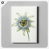 アートパネル-Passion Flower - ジャン ベルナール Canvas.