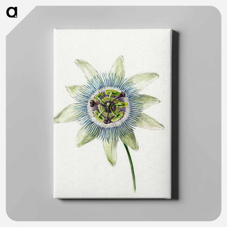 アートパネル-Passion Flower - ジャン ベルナール Canvas.