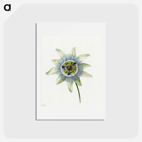 アートポストカード-Passion Flower - ジャン ベルナール Postcard.