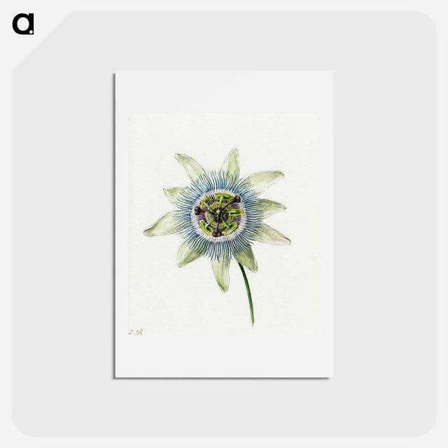 アートポストカード-Passion Flower - ジャン ベルナール Postcard.