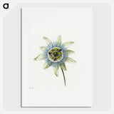 Passion Flower - ジャン ベルナール Poster.