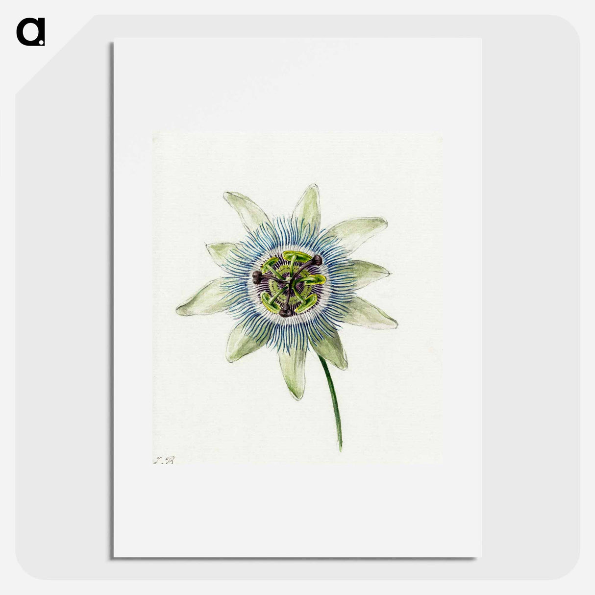 Passion Flower - Jean Bernard Poster.