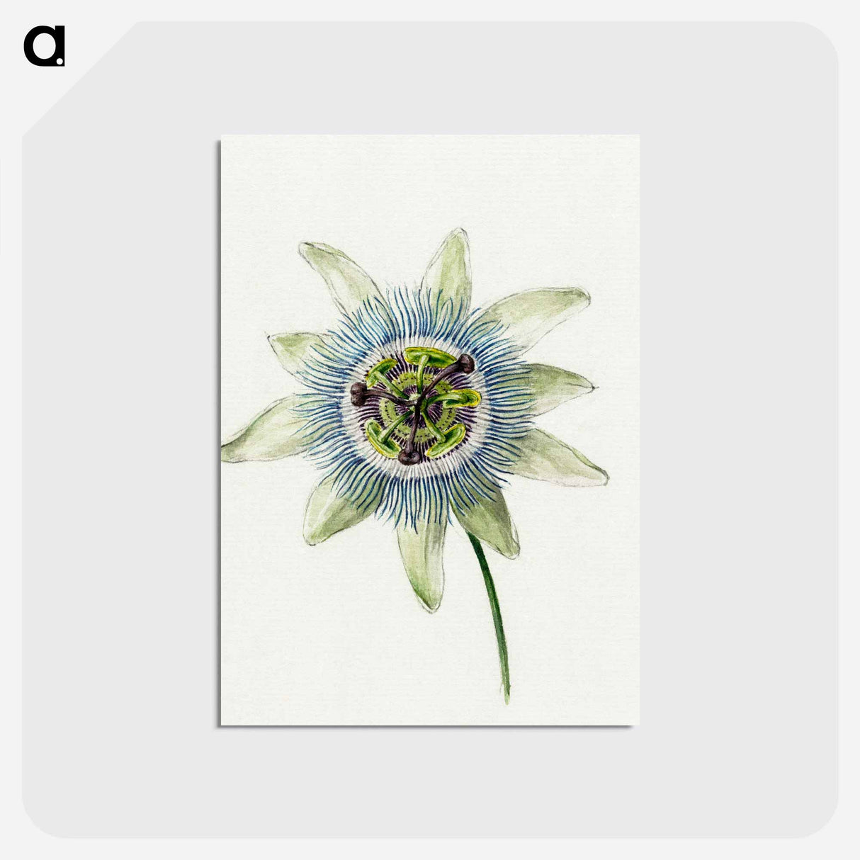 アートポストカード-Passion Flower - ジャン ベルナール Postcard.