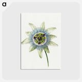 アートポストカード-Passion Flower - ジャン ベルナール Postcard.