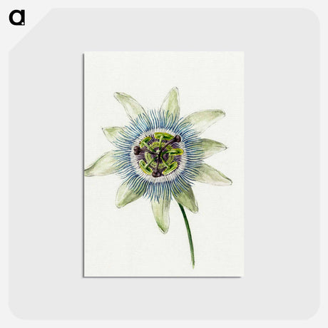 アートポストカード-Passion Flower - ジャン ベルナール Postcard.