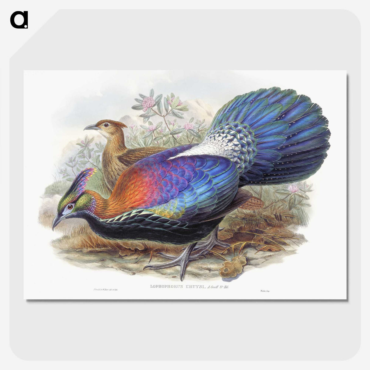 1-25_John-Gould_picture-crop