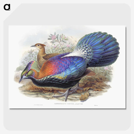 1-25_John-Gould_picture-crop