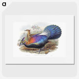 1-25_John-Gould_picture