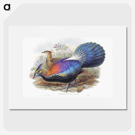 1-25_John-Gould_picture