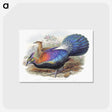 1-25_John-Gould_postcard