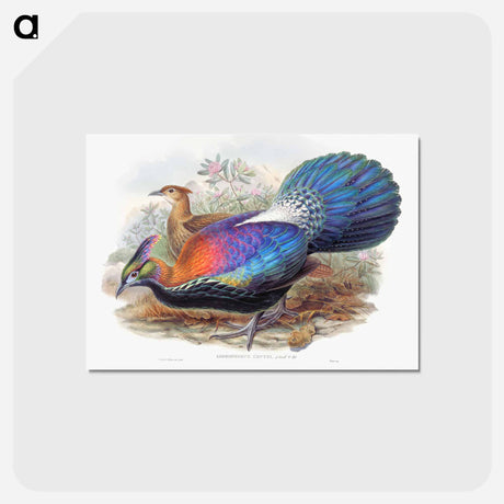 アートポストカード-Lophophorus L'Huysi
 - ジョン グールド Postcard.
