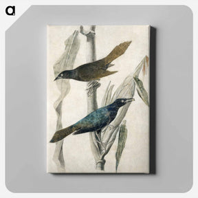アートパネル-Purple Grackle
 - ジョン ジェームス オーデュボン Canvas.