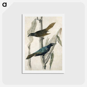 アートポストカード-Purple Grackle
 - ジョン ジェームス オーデュボン Postcard.