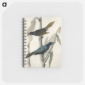 アートメモ帳-Purple Grackle
 - ジョン ジェームス オーデュボン Memo.