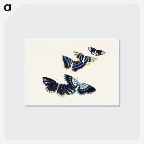 アートポストカード-Vintage butterfly - 神坂 雪佳 Postcard.