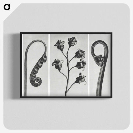 1-25_Karl-Blossfeldt_blk-crop