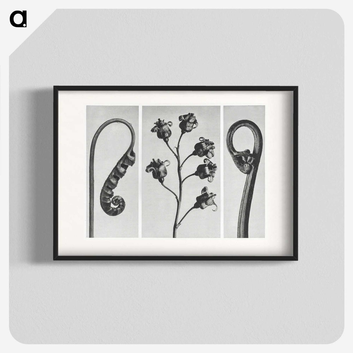 1-25_Karl-Blossfeldt_blk