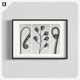 1-25_Karl-Blossfeldt_blk
