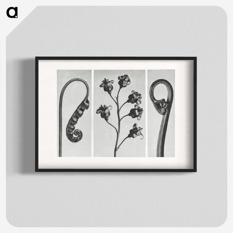 1-25_Karl-Blossfeldt_blk
