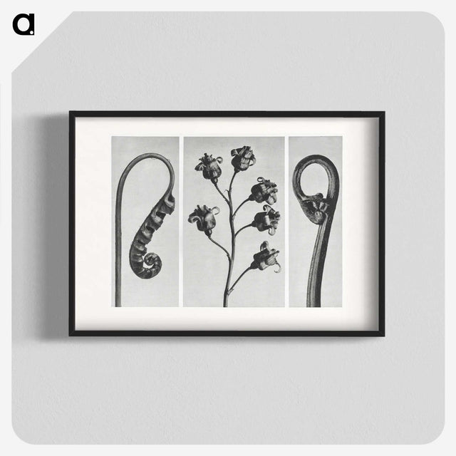 1-25_Karl-Blossfeldt_blk