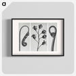 アートポスター-Polypodium Vulgare - カール ブロスフェルト Poster.