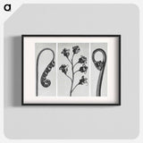 アートポスター-Polypodium Vulgare - カール ブロスフェルト Poster.