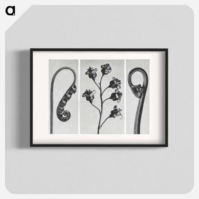 アートポスター-Polypodium Vulgare - カール ブロスフェルト Poster.