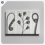 1-25_Karl-Blossfeldt_canvas