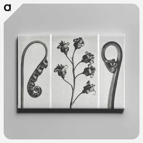 1-25_Karl-Blossfeldt_canvas