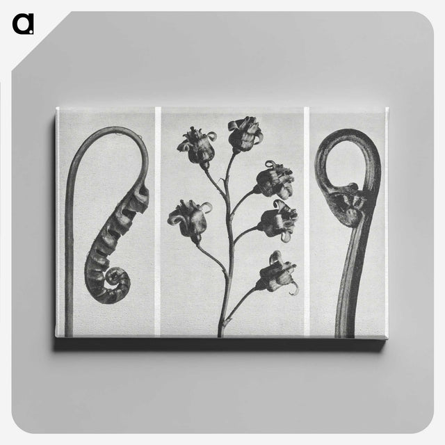 1-25_Karl-Blossfeldt_canvas