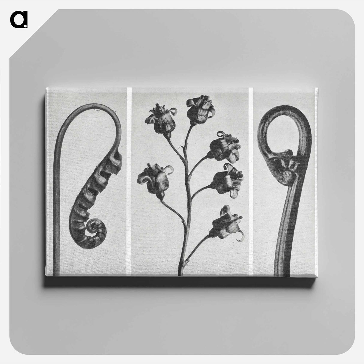 アートパネル-Polypodium Vulgare - カール ブロスフェルト Canvas.