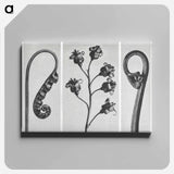 アートパネル-Polypodium Vulgare - カール ブロスフェルト Canvas.