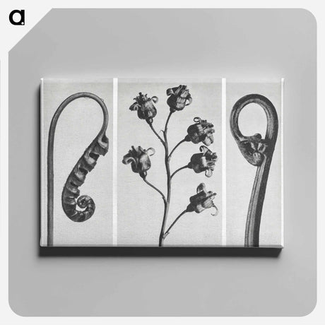 アートパネル-Polypodium Vulgare - カール ブロスフェルト Canvas.