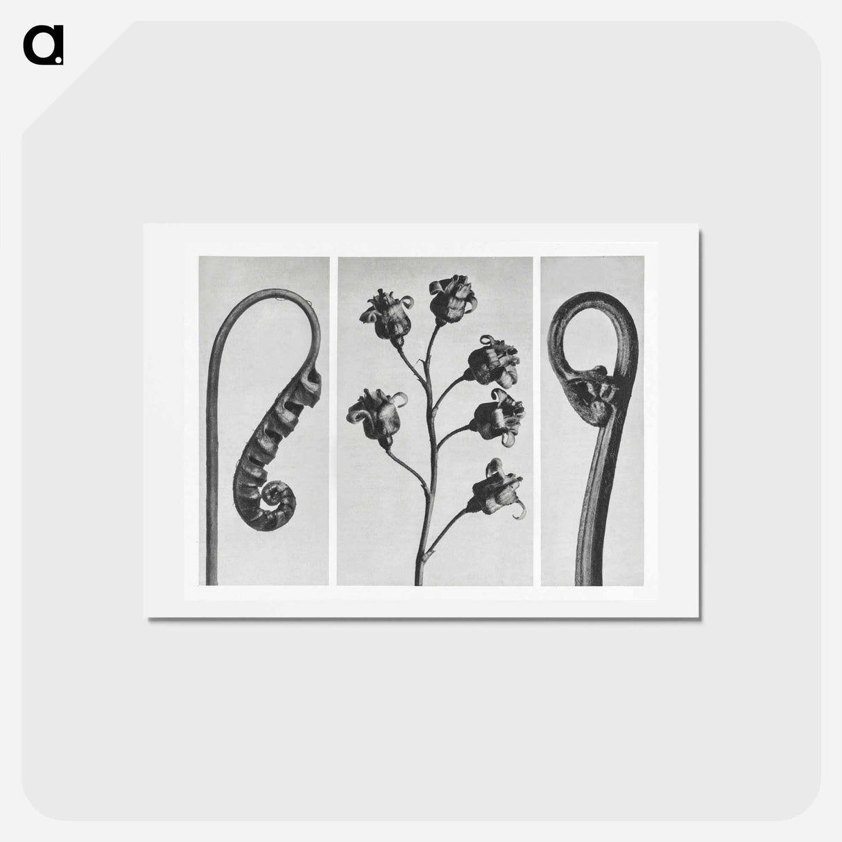 アートポストカード-Polypodium Vulgare - カール ブロスフェルト Postcard.