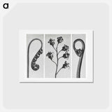 アートポストカード-Polypodium Vulgare - カール ブロスフェルト Postcard.