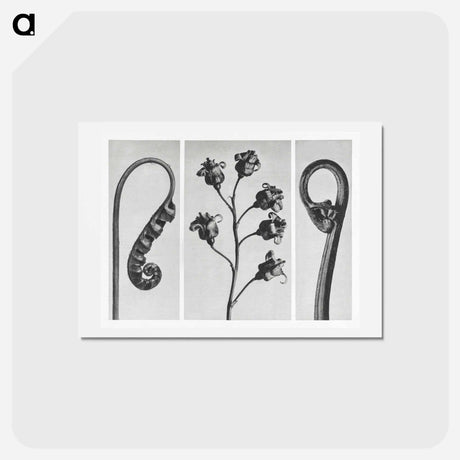 アートポストカード-Polypodium Vulgare - カール ブロスフェルト Postcard.