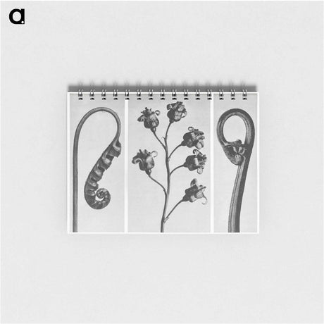 アートメモ帳-Polypodium Vulgare - カール ブロスフェルト Memo.