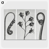 1-25_Karl-Blossfeldt_picture-crop