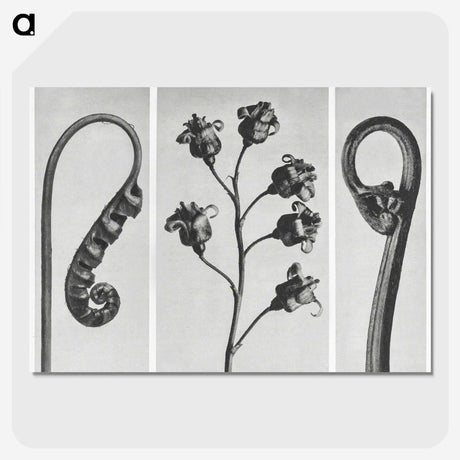 1-25_Karl-Blossfeldt_picture-crop