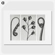 1-25_Karl-Blossfeldt_picture