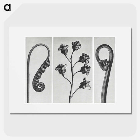 アートポスター-Polypodium Vulgare - カール ブロスフェルト Poster.