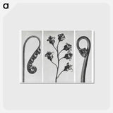 アートポストカード-Polypodium Vulgare - カール ブロスフェルト Postcard.