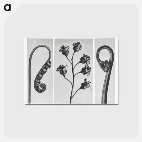 アートポストカード-Polypodium Vulgare - カール ブロスフェルト Postcard.