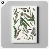 1-25_Le-Jardin-des-Plantes_canvas
