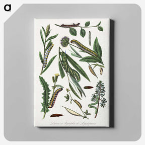 1-25_Le-Jardin-des-Plantes_canvas