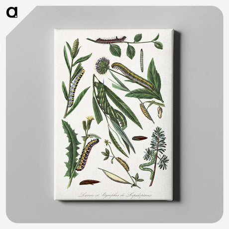 1-25_Le-Jardin-des-Plantes_canvas