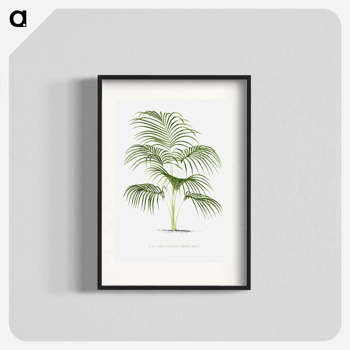 1-25_Les-Palmiers-Histoire-Iconographique_blk