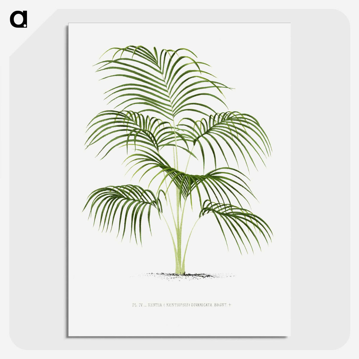 1-25_Les-Palmiers-Histoire-Iconographique_picture-crop