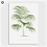 1-25_Les-Palmiers-Histoire-Iconographique_picture-crop