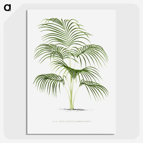 1-25_Les-Palmiers-Histoire-Iconographique_picture-crop